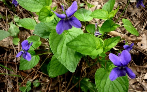 Violette des bois 