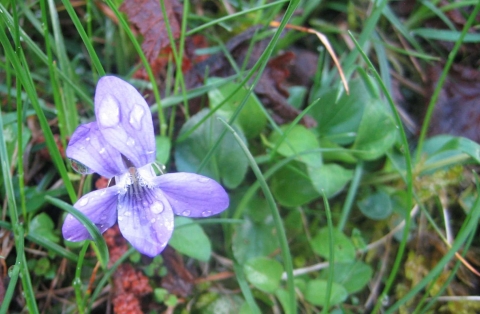 Violette odorante