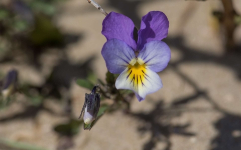 Violette de Curtis