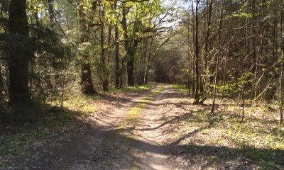 Ecobalade, sentier forêt de Villeny 