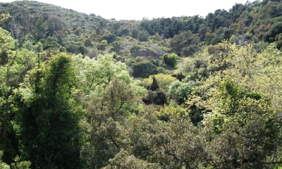 Forêt de Belle Pierre, La Seyne-sur-Mer 