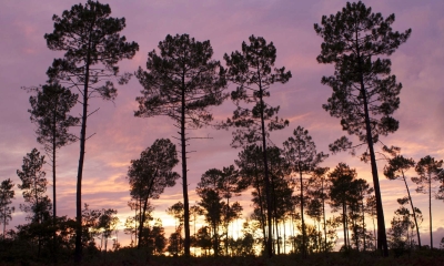 Ecobalade dans les Landes à Brocas - Landes (Credit: Jérôme Fouert-Pouret)