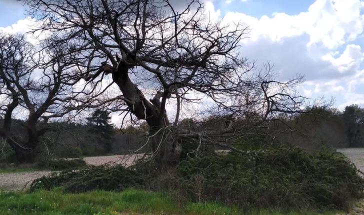 Ecobalade, sentier forêt de Villeny 