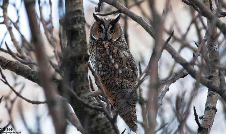 Balade de la Roche de Landeyrat_Hibou moyen-Duc (Crédit : Oskar elias sigurdsson)