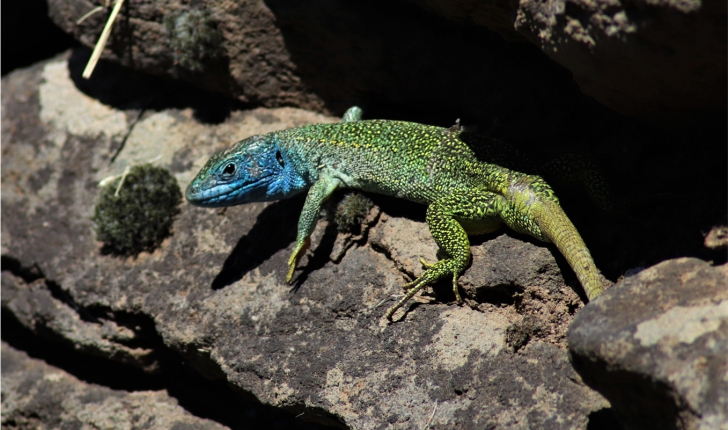 Palhàs de Molompize_Lézard vert mâle (Crédit : Laura Azzolina)