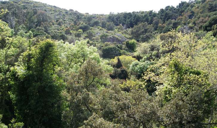 Forêt de Belle Pierre, Toulon