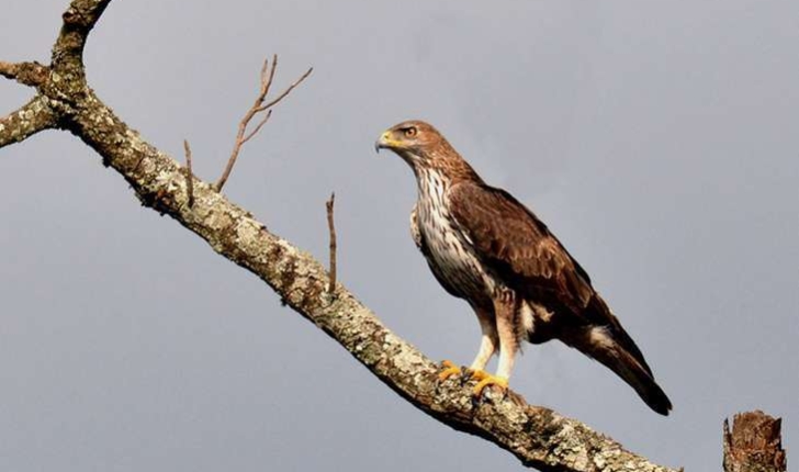 Aigle de Bonelli - visible sur la balade de Puyloubier