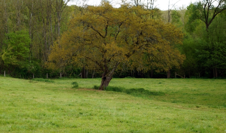 Balade de Vendôme - Saint-Firmin-Des-Prés - Crédit : Office du Tourisme de Vendôme