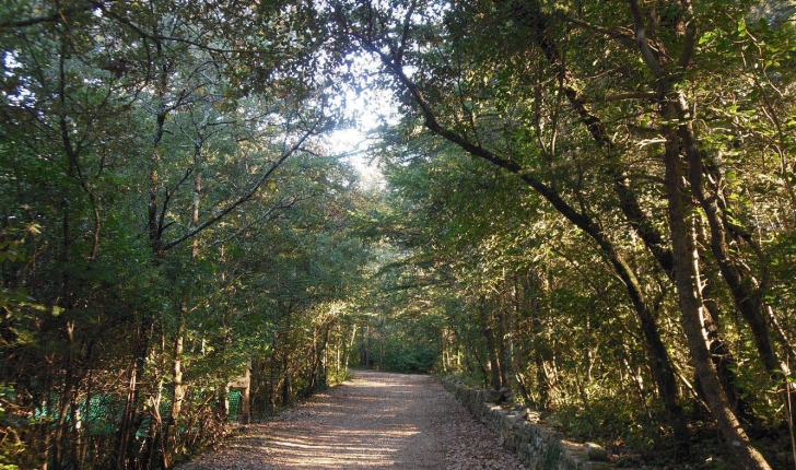 La forêt méditerranéenne - (Crédits Aoubré)