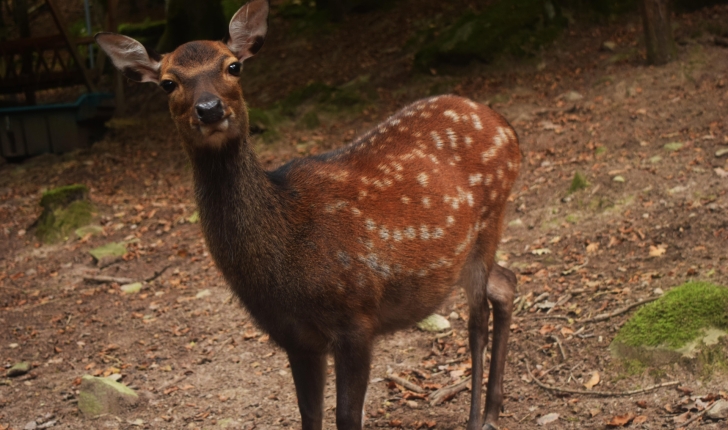 Biche Sika - Parc animalier de Fougerolles Saint-Valbert (Crédits : Sabine Meneut)