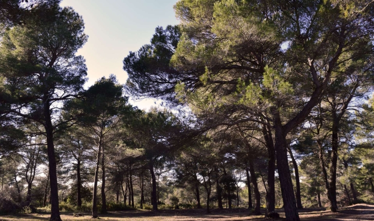 EcoBalade de St Cannat (Crédits : Sabine Meneut)