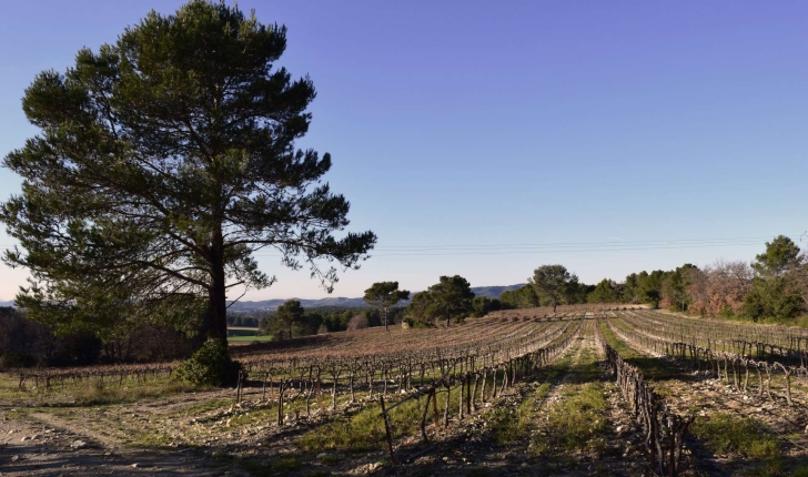 EcoBalade de St Cannat (Crédits : Sabine Meneut)