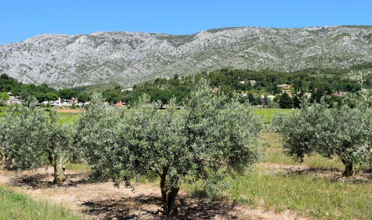 Oliviers et Montagne Sainte-Victoire (Crédits : Léa Charbonnier)