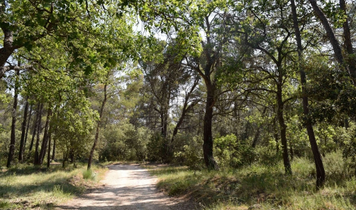 Forêt sur la balade de Jouques (Crédits : Léa Charbonnier)