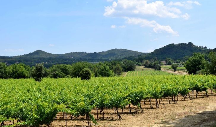 Passage dans les vignes sur la balade de Rognes (Crédits : Léa Charbonnier)