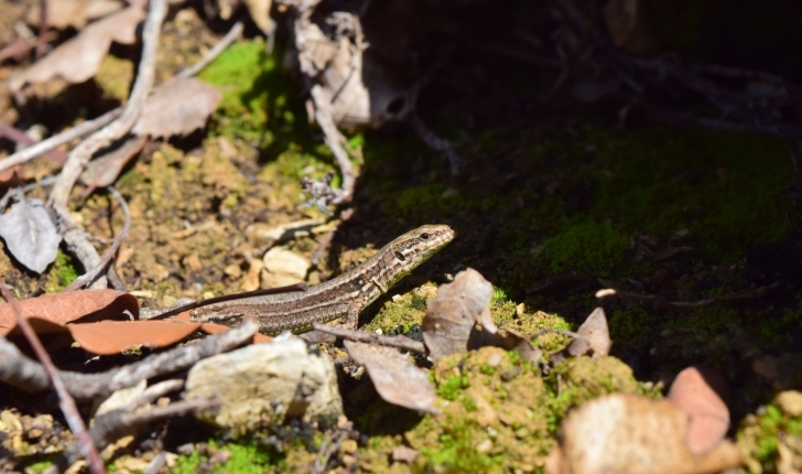Lézard des murailles (Crédits : Sabine Meneut - NS)