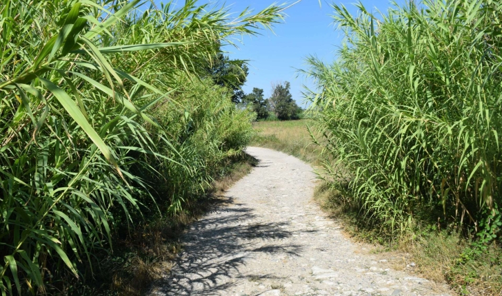Balade de la Roque d'Anthéron (Crédits : Léa Charbonnier)