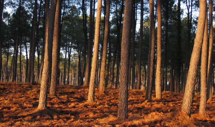 Ecobalade de Brocas - Landes (Credit: Jérôme Fouert-Pouret)