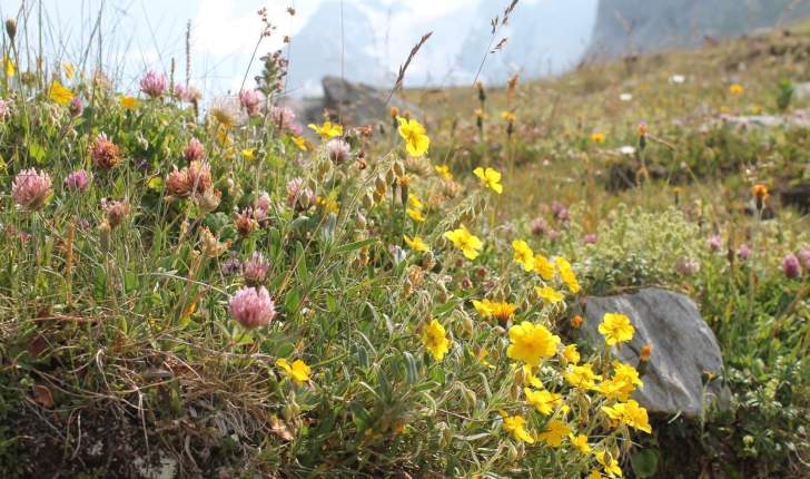 Randonnée au col de la Vanoise - Alpages fleuris (Crédits : Léa Charbonnier)