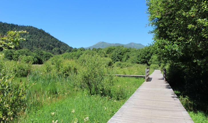 Sentier sur pilotis dans la zone humide (Crédits: Thibault Rudel - Natural Solutions)