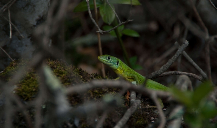 Lézard vert - visible sur la balade de Rognes (Crédits : Cédric Seguin)