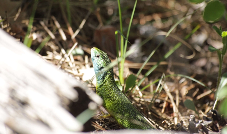 Lézard vert - Balade de St-Génis dans les Gorges du Riou - Pays du Buëch- entre Sisteron et Serre-ponçon  (Crédits : Thibault Rudel)