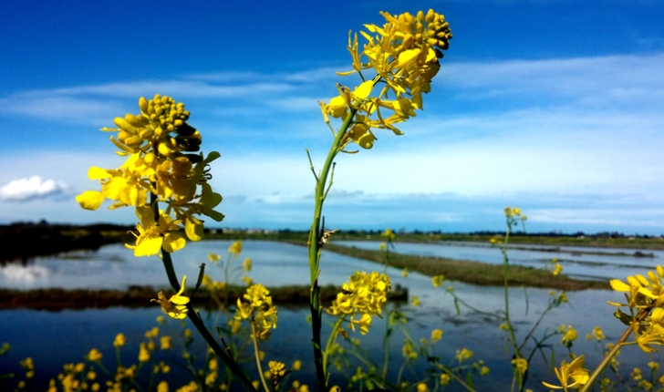 Le jaune des marais ( crédits totogiviste)
