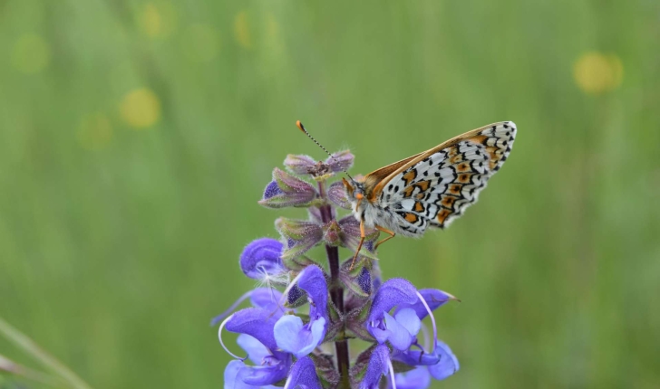 Sauge des prés avec son papillon, Balade de l'Epine - Pays du Buëch - entre Sisteron et Serre-Ponçon (Crédits : Sabine Meneut)