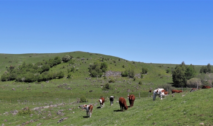 Estives du plateau de Chastel-sur-Murat (Crédit : Laura Azzolina)