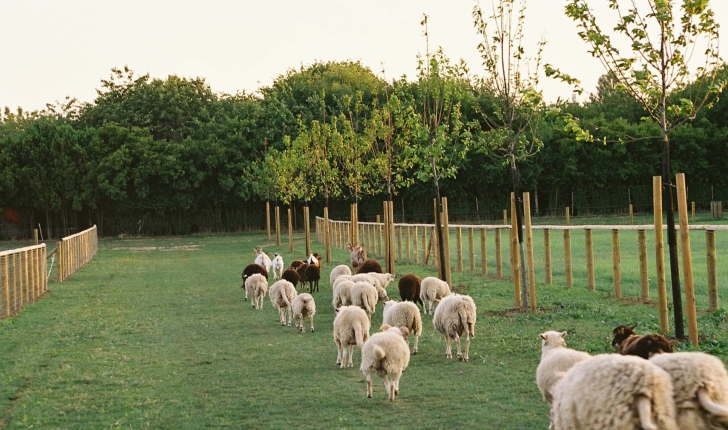 Pâturage-balade-Vitry-Parc-Lilas-Val-de-Marne