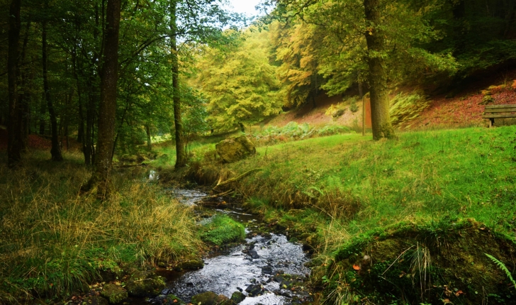 La rôge - cours d'eau - Parc animalier de Fougerolles Saint-Valbert (Crédits : Sabine Meneut)