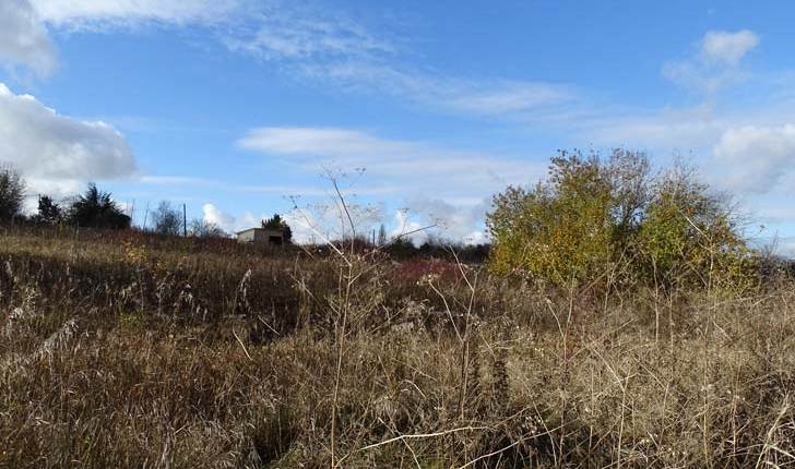 Prairie-non-paturée-balade-Vitry-Parc-Lilas-Val-de-Marne.