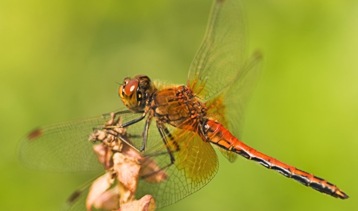 Sympetrum jaune d'or (Crédit : Sahua d_Flickr)