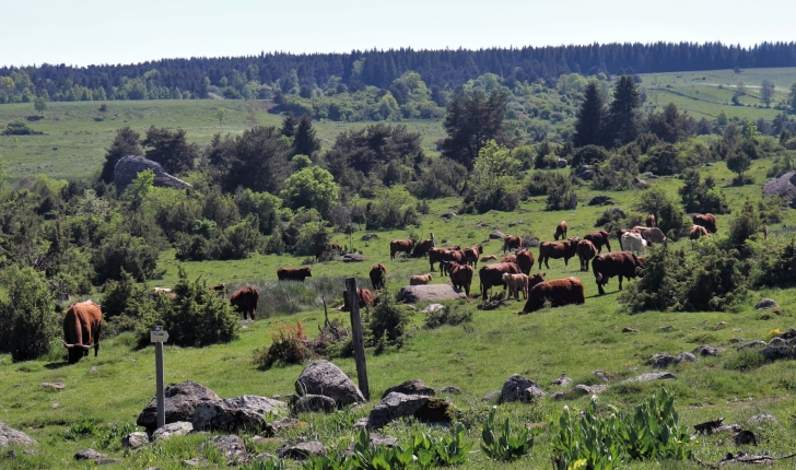 Vaches au cœur des estives du lac du Pêcher (Crédit : Laura Azzolina_NS) 
