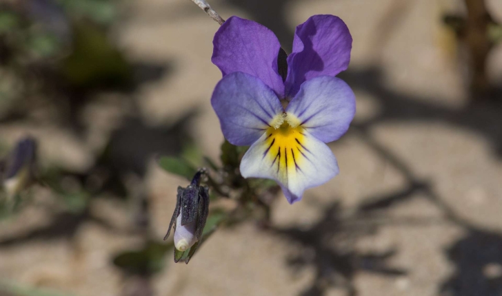 Violette de Curtis (Crédits : Jerôme Boisard)