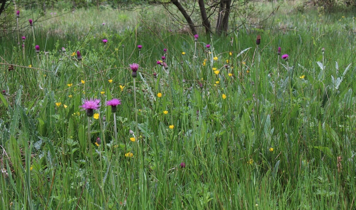 L'Arboretum de Carnivet-Quessoy