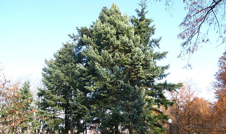 Pseudotsuga menziesii (douglasii)