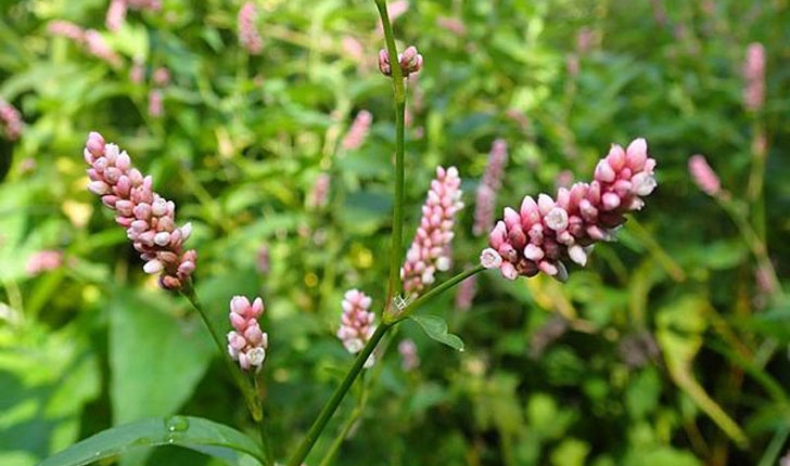 Persicaria maculosa