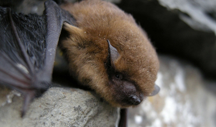 Pipistrellus pipistrellus (Schreber, 1774)