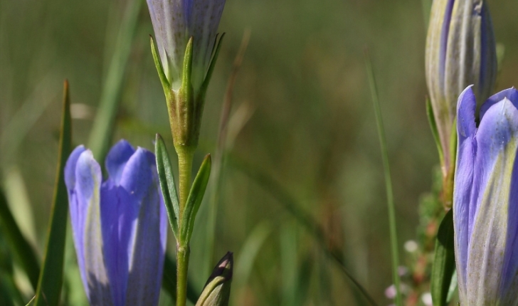 Gentiana pneumonanthe L.