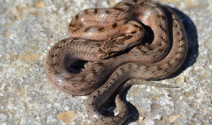 Coronella girondica (Daudin, 1803)