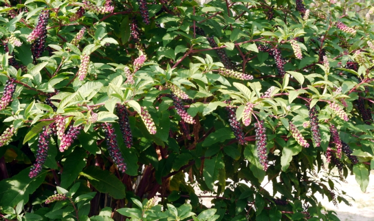 Raisin d'Amérique - Phytolacca americana