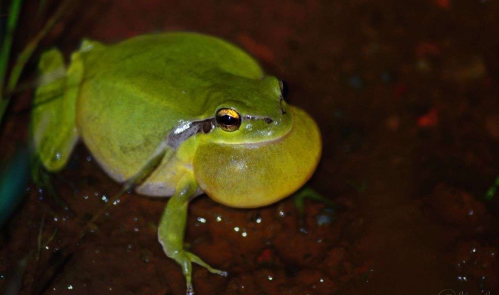 Hyla meridionalis (Boettger, 1874)