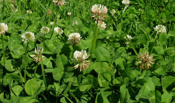 Trifolium repens L., 1753