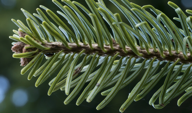 Abies nordmanniana