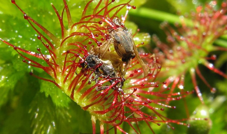 Drosera rotundifolia (L., 1753)