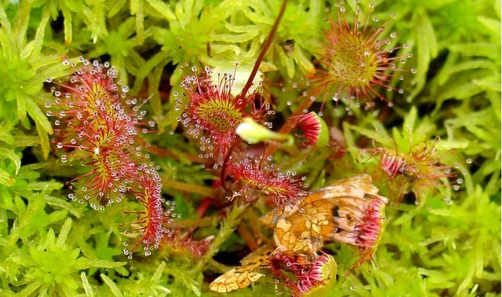 Drosera rotundifolia (L., 1753)