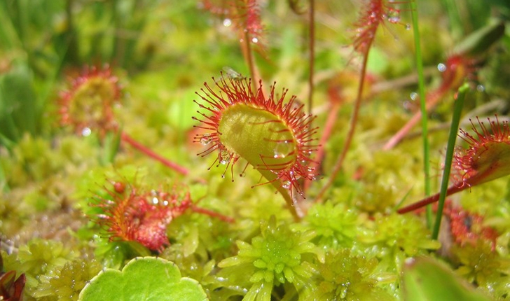 Drosera rotundifolia (L., 1753)