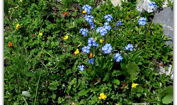 Myosotis scorpioides