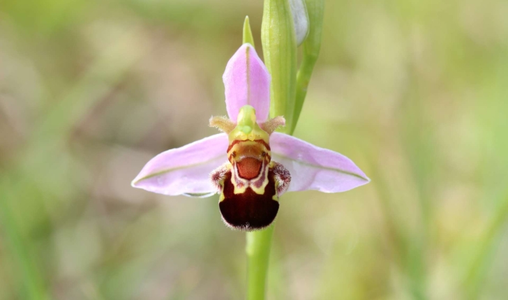 Ophrys apifera (Huds., 1762)